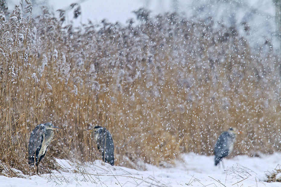 Graureiher, bei einem beringten Vogel konnte ein Alter von 35 Jahren dokumentiert werden  -  (Fischreiher - Foto Graureiher im Schneefall), Ardea cinerea, Grey Heron, the maximum recorded lifespan in the wild is 35 years  -  (Gray Heron - Photo Grey Herons in snowfall)