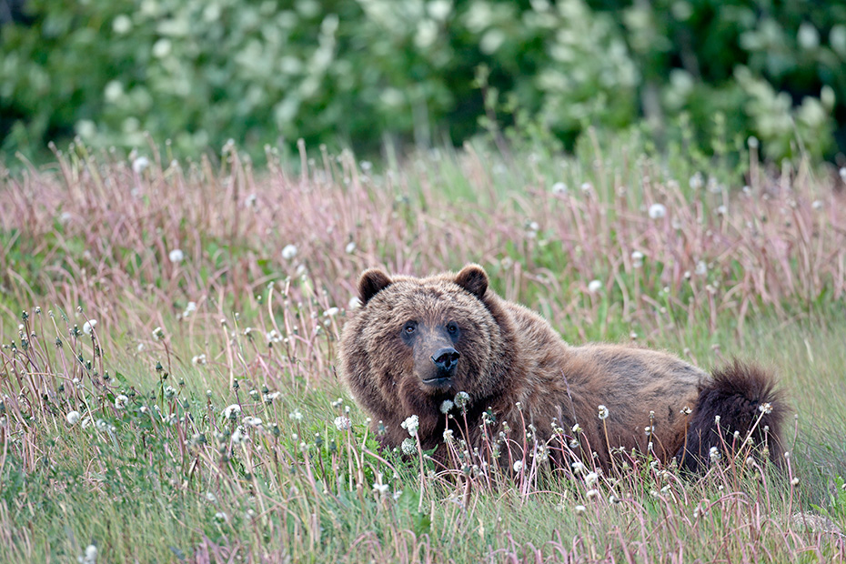Grizzlybaeren die im Inland, oder in den Rocky Mountains leben, verbringen oft die Haelfte ihres Lebens in Winterhoehlen  -  (Grizzly - Foto Grizzlybaer ruhendes Maennchen), Ursus arctos, Grizzly Bear, inland and Rocky Mountain bears spend nearly half of their life in dens  -  (Silvertip - Photo Grizzly Bear male resting)