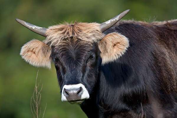 Heckrind - (Kuh) - (Auerochse - Rueckzuechtung), Bos taurus primigenius, Heck Cattle - (Cow) - (Aurochs - breed back)
