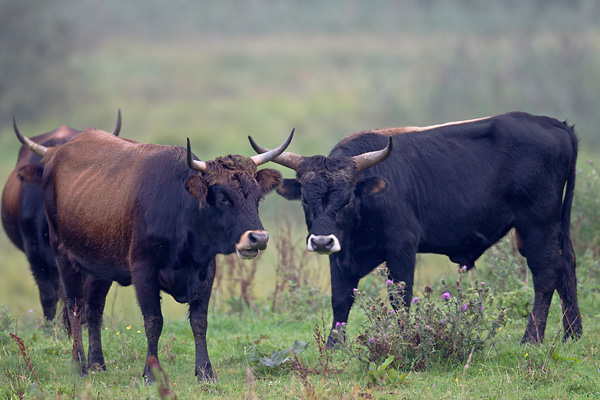 Heckrind - (Bulle & Kuehe) - (Auerochse - Rueckzuechtung), Bos primigenius, Heck Cattle - (Bull & cow) - (Aurochs - breed back)