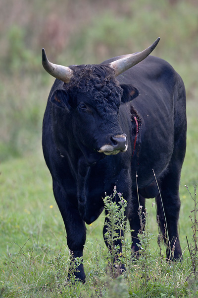 Heckrind - (Bulle) - (Auerochse - Rueckzuechtung), Bos primigenius, Heck Cattle - (Bull) - (Aurochs - breed back)