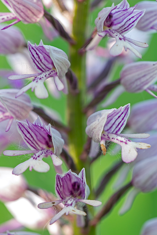 Helm-Knabenkraut, der Bluetenstand traegt 10 - 50 Blueten  -  (Helmknabenkraut - Foto Helm-Knabenkraut Grossaufnahme der Blueten), Orchis militaris, The Military Orchid, the inflorescence wears about 10 to 50 flowers  -  (Soldier Orchid - Photo Military Orchid close-up of the blossoms)