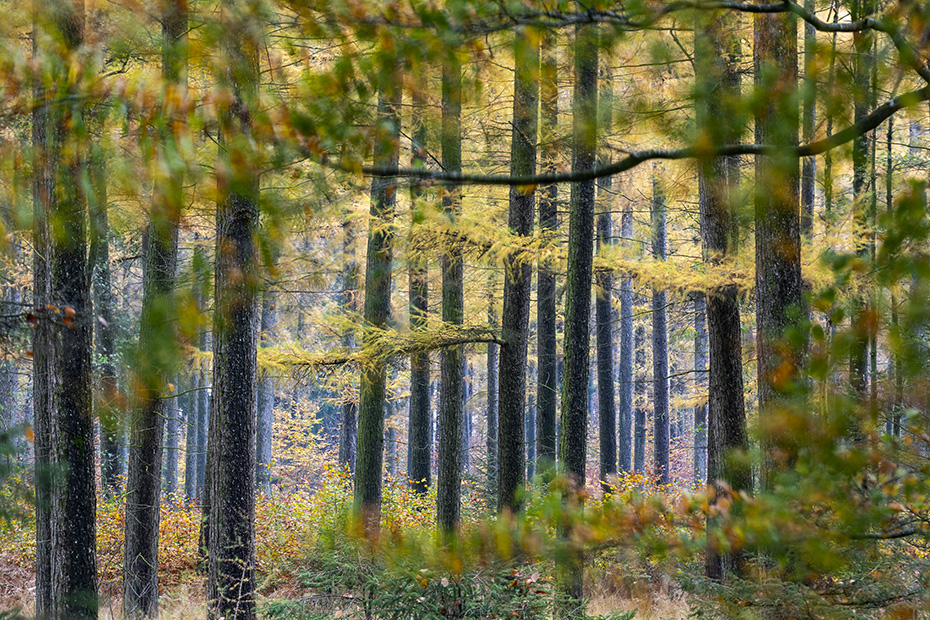 Ein Blick in den herbstlichen Laerchenwald, Christinenthal  -  Schleswig-Holstein, A view into the autumn larch forest
