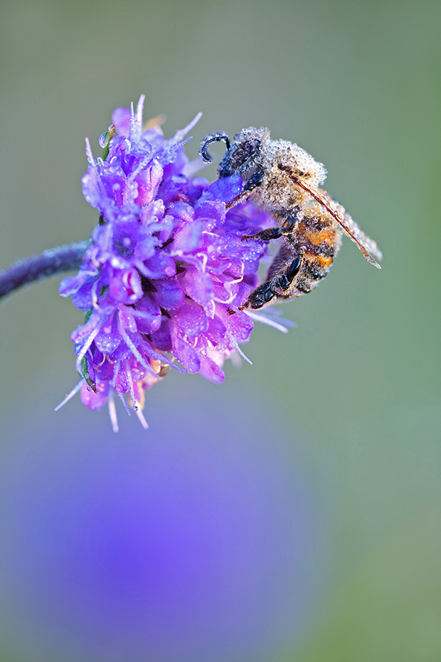 Westliche Honigbiene ist von den 40 weltweit vorkommenden Honigbienenarten die Haeufigste  -  (Europaeische Honigbiene - Foto Westliche Honigbiene mit Morgentau) , Apis melllifera, Western Honey Bee is the most common of the 40 species of honey bee worldwide  -  (European Honey Bee - Photo Western Honey Bee with morning dew)