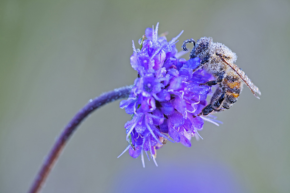 Westliche Honigbiene, einige Bienenvoelker zaehlen zehntausende Individuen  -  (Honigbiene - Foto Westliche Honigbiene mit Morgentau) , Apis melllifera, Western Honey Bee, some colonies can house ten of thousands of bees  -  (Honey Bee - Photo Western Honey Bee with morning dew)
