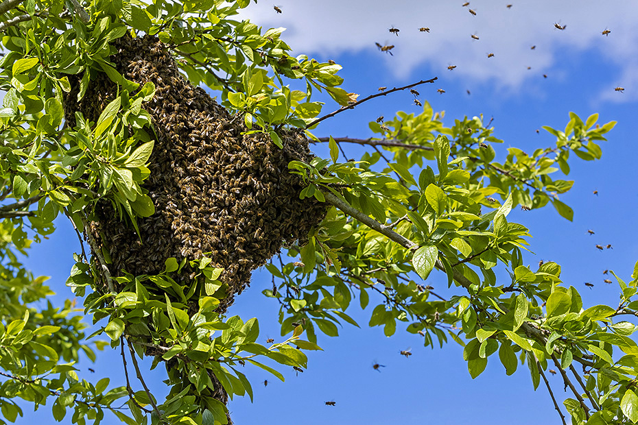 Westliche Honigbienenvoelker reproduzieren sich durch einen Prozess, der 