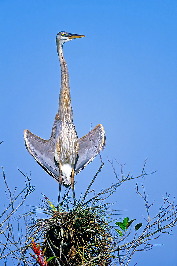 Kanadareiher sind Koloniebrueter  -  (Foto Kanadareiher im Jugendkleid nimmt ein Sonnenbad), Ardea herodias, Great Blue Heron breeds in colonies  -  (Photo Great Blue Heron juvenile bird sunbathing)