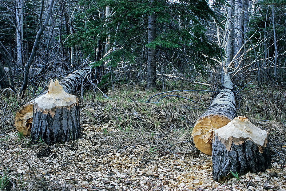 Vom Kanadabiber gefaellte Pappeln mit einem Stammumfang von ueber 2 m, Castor canadensis, Poplars with a trunk circumference of over 2 m felled by a beaver