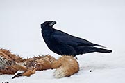 Thumbnail of the category Carrion Crow / Corvus corone