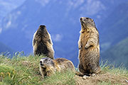 Übersichtsbild der Kategorie Alpenmurmeltier / Marmota marmota