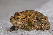 Thumbnail of the category Amphibians