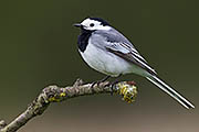 Thumbnail of the category White Wagtail / Wagtail