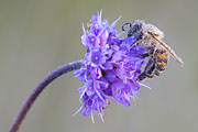 Thumbnail of the category Bee / Wasp / Bumble-Bee / Hornet