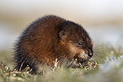 Thumbnail of the category Muskrat / Ondatra zibethicus
