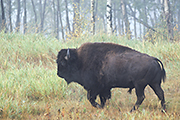 Übersichtsbild der Kategorie Bison / Indianerbüffel / Präriebison