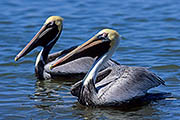 Thumbnail of the category Brown Pelican/Pelecanus occidentalis