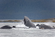 Thumbnail of the category Humpback Whale