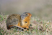 Thumbnail of the category Columbian Ground Squirrel