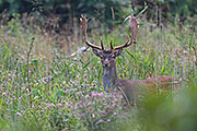 Thumbnail of the category Fallow Deer rut-News