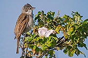 Thumbnail of the category Common Whitethroat