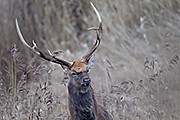 Thumbnail of the category Manchurian Sika Deer