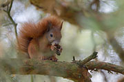 Thumbnail of the category Red Squirrel / Eurasian Red Squirrel
