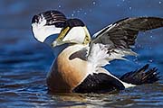 Thumbnail of the category Common Eider / Eider Duck