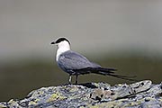 Thumbnail of the category Long-tailed Jaeger / Long-tailed Skua
