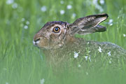 Thumbnail of the category Brown Hare / European Hare