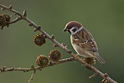 Thumbnail of the category Tree Sparrow