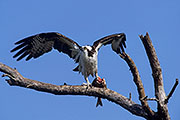 Thumbnail of the category Osprey / Seahawk / Fish Eagle