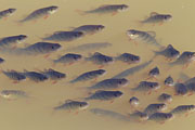 Übersichtsbild der Kategorie Fische