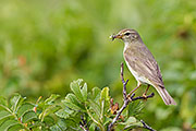 Thumbnail of the category Willow Warbler
