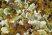 Thumbnail of the category Lichen and Algae