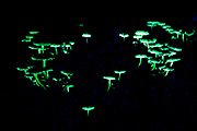 Thumbnail of the category Fluorescent mushrooms