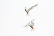 Thumbnail of the category Common Tern / Sterna hirundo