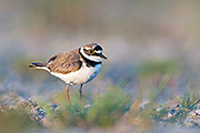 Thumbnail of the category Little Ringed Plover