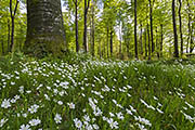 Thumbnail of the category Springtime Images