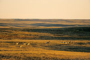 Thumbnail of the category Pronghorn/Pronghorn Antelope/Cabri