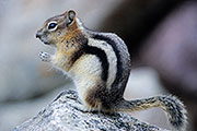 Thumbnail of the category Golden-mantled Ground Squirrel