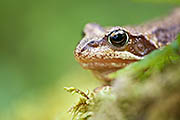 Thumbnail of the category Common Frog / Rana temporaria