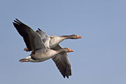 Thumbnail of the category Greylag Goose / Graylag Goose