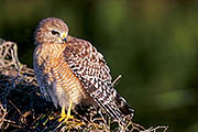 Thumbnail of the category Birds of prey America - various types