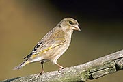 Thumbnail of the category European Greenfinch / Greenfinch