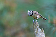 Thumbnail of the category European Crested Tit / Crested Tit