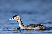 Thumbnail of the category Great Crested Grebe