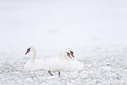 Thumbnail of the category Mute Swan / White Swan / Cygnus olor