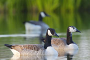 Thumbnail of the category Canada Goose / Branta canadensis