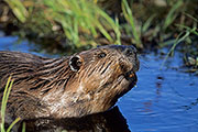 Thumbnail of the category North American Beaver