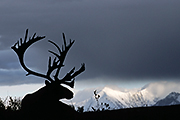 Thumbnail of the category Porcupine Caribou / Grants Caribou